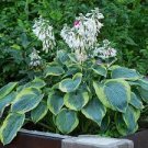 100 Pcs Hosta Bonsai Perennials Plantain Lily Flower White Lace Home Garden Ground