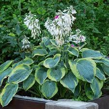 100 Pcs Hosta Bonsai Perennials Plantain Lily Flower White Lace Home Garden Ground