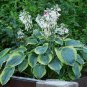 100 Pcs Hosta Bonsai Perennials Plantain Lily Flower White Lace Home Garden Ground