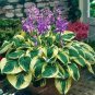 100 Pcs Hosta Bonsai Perennials Plantain Lily Flower White Lace Home Garden Ground