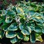 100 Pcs Hosta Bonsai Perennials Plantain Lily Flower White Lace Home Garden Ground