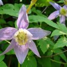 100 Pcs Exotic Clematis Bonsai Flower Blooming Clematis Vines Plant