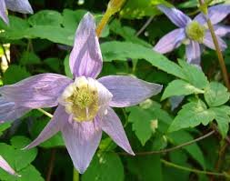 100 Pcs Exotic Clematis Bonsai Flower Blooming Clematis Vines Plant