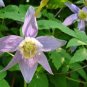 100 Pcs Exotic Clematis Bonsai Flower Blooming Clematis Vines Plant