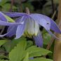 100 Pcs Exotic Clematis Bonsai Flower Blooming Clematis Vines Plant