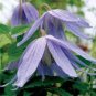 100 Pcs Exotic Clematis Bonsai Flower Blooming Clematis Vines Plant