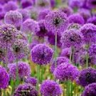 100 Pcs Rare Color Giant Allium Giganteum Beautiful Flower Seed Garden Plant Perennial Flower Bonsai