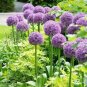 100 Pcs Rare Color Giant Allium Giganteum Beautiful Flower Seed Garden Plant Perennial Flower Bonsai