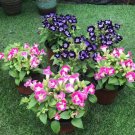 100 Pcs Torenia Fournieri Bonsai Amazing Flower Bonsai