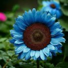 50 Pcs Mini Sunflower Seed Flower, Rare Color Sunflower Flower 50 Pcs Mini Sunflower Seed Flower, Rare Color Sunflower Flower