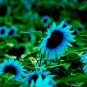 50 Pcs Mini Sunflower Seed Flower, Rare Color Sunflower Flower