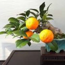 30 Pcs Bonsai Plant Dwarf Standing Calamondin Citrus Orange Tree 30 Pcs Bonsai Plant Dwarf Standing Calamondin Citrus Orange Tree