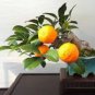 30 Pcs Bonsai Plant Dwarf Standing Calamondin Citrus Orange Tree