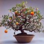 30 Pcs Bonsai Plant Dwarf Standing Calamondin Citrus Orange Tree