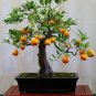 30 Pcs Bonsai Plant Dwarf Standing Calamondin Citrus Orange Tree