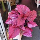 100 Pcs Begonia Bonsai Flower Plant Garden Terrace Outdoor Color Leaf Begonia