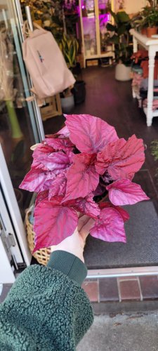100 Pcs Begonia Bonsai Flower Plant Garden Terrace Outdoor Color Leaf Begonia
