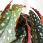 100 Pcs Begonia Bonsai Flower Plant Garden Terrace Outdoor Color Leaf Begonia