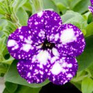 104 Pcs Flower Petunia,Petunia Night Sky Flower Plantas