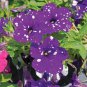 104 Pcs Flower Petunia,Petunia Night Sky Flower Plantas