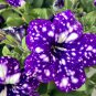104 Pcs Flower Petunia,Petunia Night Sky Flower Plantas