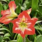 100 Pcs Hippeastrum Seeds Bonsai Amaryllis Barbados Lily