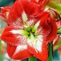 100 Pcs Hippeastrum Seeds Bonsai Amaryllis Barbados Lily