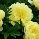 30 Pcs Chinese Peony Tree Bonsai Plant for Balcony Garden Flowers 30 Pcs Chinese Peony Tree Bonsai Plant for Balcony Garden Flowers