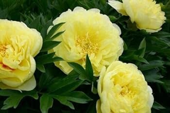 30 Pcs Chinese Peony Tree Bonsai Plant for Balcony Garden Flowers