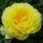 30 Pcs Chinese Peony Tree Bonsai Plant for Balcony Garden Flowers