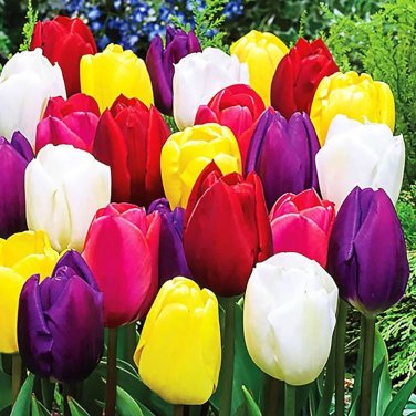 200 Pcs Tulip Seed Tulip Flower Beautiful Tulipanes Flower Plant