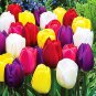 200 Pcs Tulip Seed Tulip Flower Beautiful Tulipanes Flower Plant