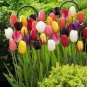 200 Pcs Tulip Seed Tulip Flower Beautiful Tulipanes Flower Plant