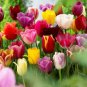 200 Pcs Tulip Seed Tulip Flower Beautiful Tulipanes Flower Plant