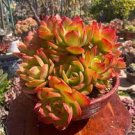 200 Pcs Real Rare Succulent Bonsai Perennial Angiosperm Plants Flower