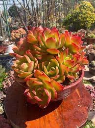 200 Pcs Real Rare Succulent Bonsai Perennial Angiosperm Plants Flower