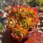 200 Pcs Real Rare Succulent Bonsai Perennial Angiosperm Plants Flower