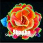 200 Pcs Real Rare Succulent Bonsai Perennial Angiosperm Plants Flower