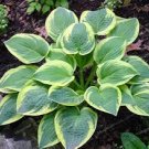 100 Pcs Sementes Flower Bonsai Hosta Bonsai Fire and Ice Shade Perennials Plantain Flower