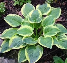 100 Pcs Sementes Flower Bonsai Hosta Bonsai Fire and Ice Shade Perennials Plantain Flower