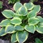 100 Pcs Sementes Flower Bonsai Hosta Bonsai Fire and Ice Shade Perennials Plantain Flower