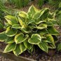 100 Pcs Sementes Flower Bonsai Hosta Bonsai Fire and Ice Shade Perennials Plantain Flower