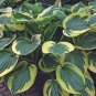 100 Pcs Sementes Flower Bonsai Hosta Bonsai Fire and Ice Shade Perennials Plantain Flower