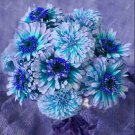 200 Pcs Mixed Zinnia Bonsai Pretty Pastel Colors Perennial Bonsai
