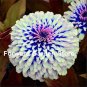 200 Pcs Mixed Zinnia Bonsai Pretty Pastel Colors Perennial Bonsai