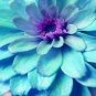200 Pcs Mixed Zinnia Bonsai Pretty Pastel Colors Perennial Bonsai