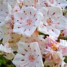 50 Pcs apanese Azalea Rhododendron Azalea Flower Tree Cover Flower