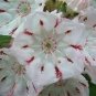 50 Pcs apanese Azalea Rhododendron Azalea Flower Tree Cover Flower