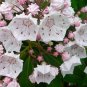 50 Pcs apanese Azalea Rhododendron Azalea Flower Tree Cover Flower