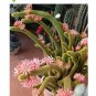 50 Pcs Cactos Raros Semente De Flores